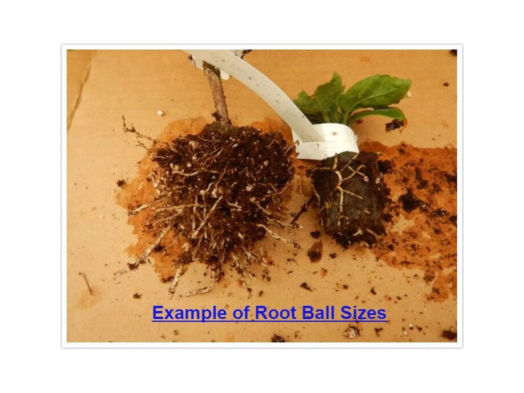 Rooted Tropical Hibiscus Plant H8477