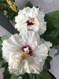 Rooted Tropical Hibiscus Plant H8477