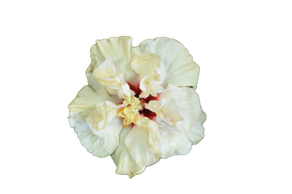 Rooted Tropical Hibiscus Plant H8477