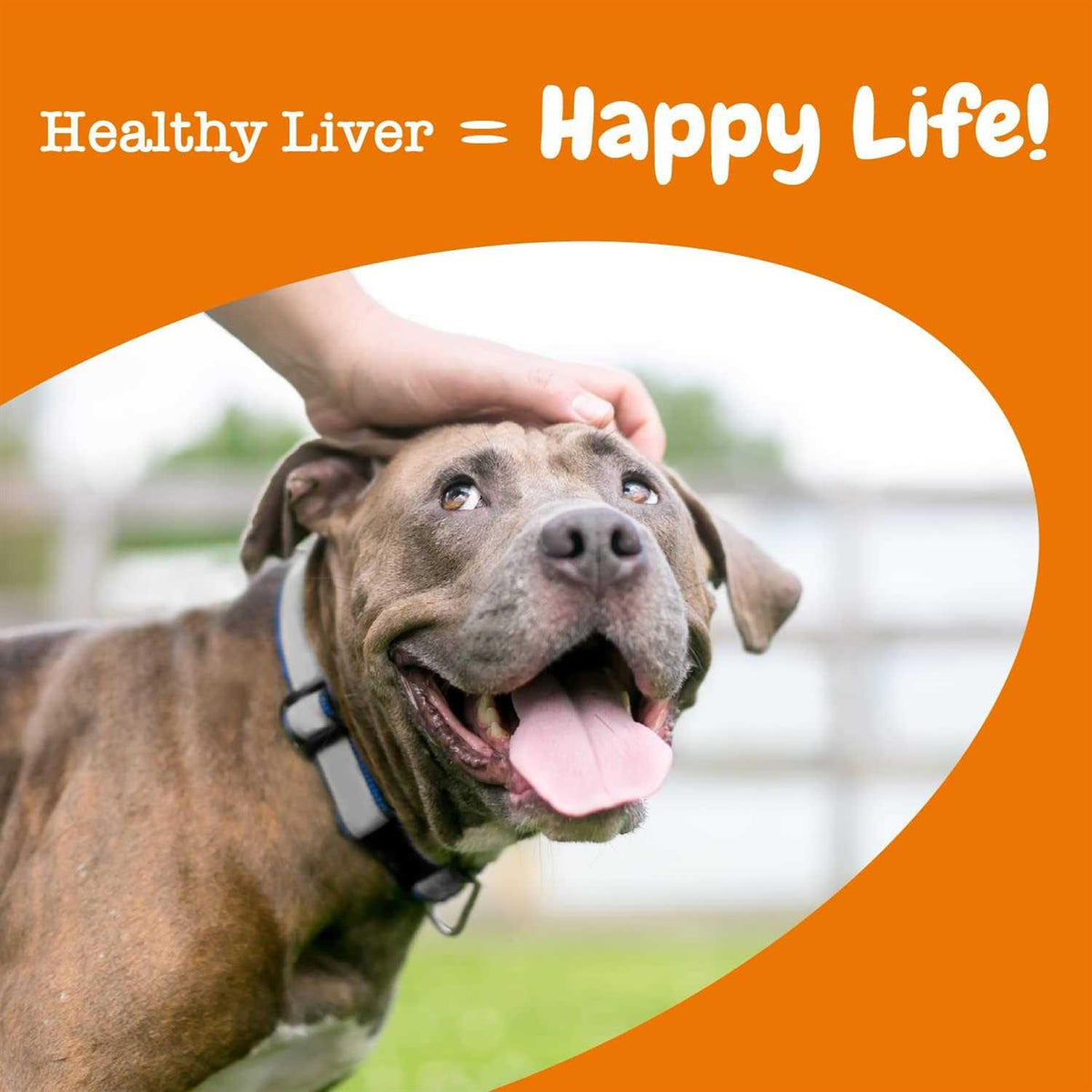 Liver Support Bites for Dogs I294681
