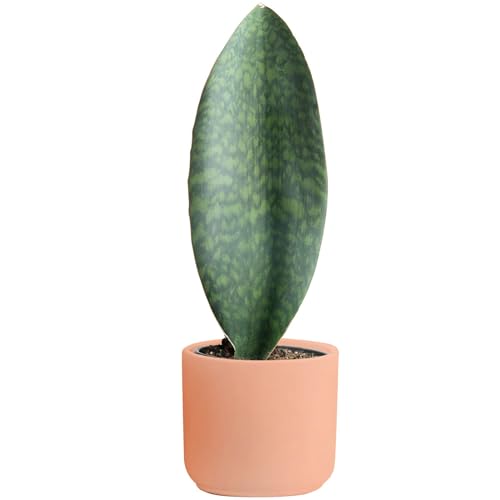 Live Indoor and Outdoor Plants H95680